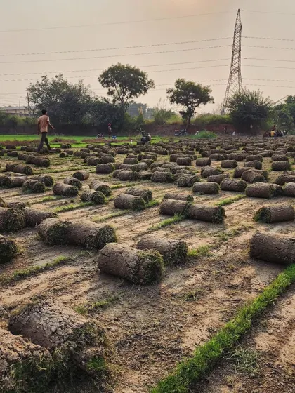 An atmospheric shot of our turf farm at dusk, with rolls of grass dotting the landscape.