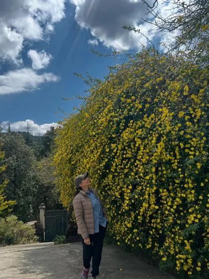 Admiring a large bush of bright yellow flowers under a brilliant blue sky. Nature's colors and vibrancy are a source of immense joy and inspiration.