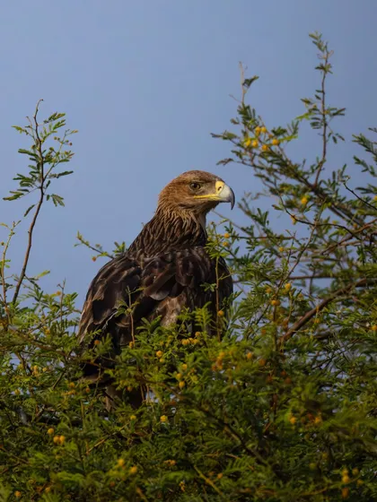 An Eastern Imperial Eagle perched high in a tree, surveying its domain. The bright blue sky provides a clean backdrop, highlighting the raptor's sharp profile and powerful build.