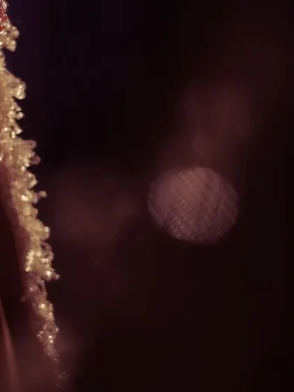 A cinematic close-up of a bride, using soft, low light to create a moody and romantic portrait.