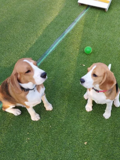 A moment of silent communication between two Beagles. It looks like a secret plan is being hatched.