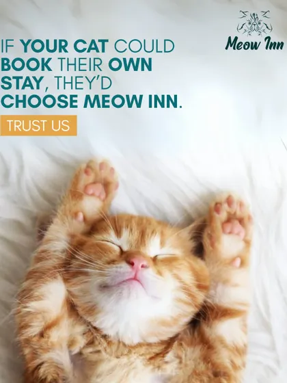 Paws up if you agree. If your cat could book their own stay, they'd choose Meow Inn. I'm sure of it.