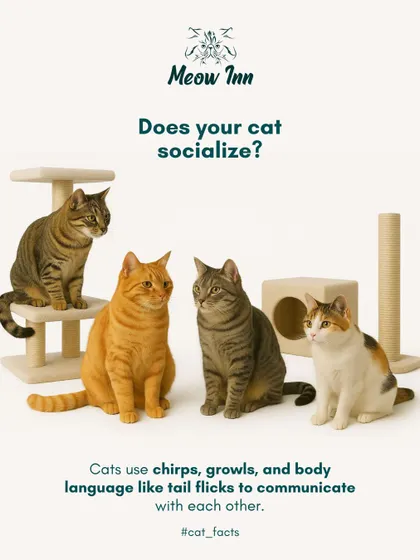 How do cats socialize? They use a complex language of chirps, growls, and tail flicks. At Meow Inn, they have plenty of opportunities to communicate.