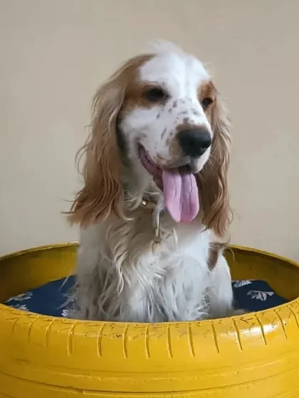 This cocker spaniel loves our unique tire bed. I provide-a-variety of comfortable and fun resting spots for my guests.