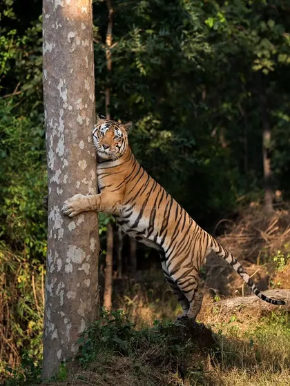 The mighty tiger M1 rises on his hind legs to claw-mark a tree in Kanha, an awe-inspiring display of strength.