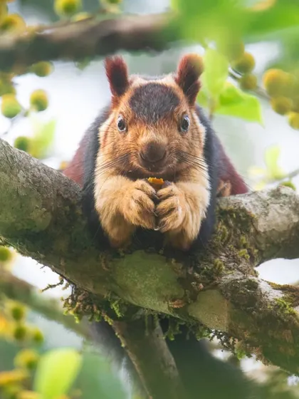 An Indian Giant Squirrel, also known as a Malabar Giant Squirrel, munches on figs while perched comfortably on a branch in Tamil Nadu, its vibrant coat shining in the sunlight.