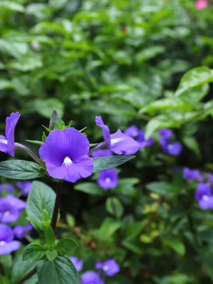 A macro shot of a single purple flower, showing the detail and health of the plants I provide.