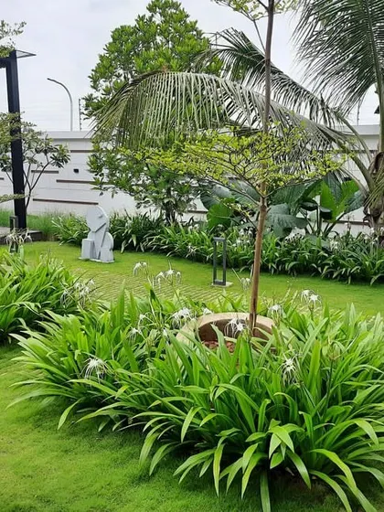 A beautiful view of a completed residential garden featuring a manicured lawn and layered plantings. We used Spider Lilies, Terminalia Mantaly trees, and Water Bamboo to create a lush, green, and textured landscape.