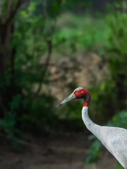 A portrait of a Sarus Crane against a lush green forest background. This is one of my favourite shots, capturing the elegance of the world's tallest flying bird.