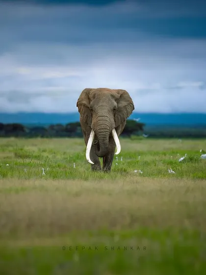 This is Pascal, another of Kenya's magnificent super tuskers. Walking among the egrets, he is a picture of peaceful coexistence and gentle power.