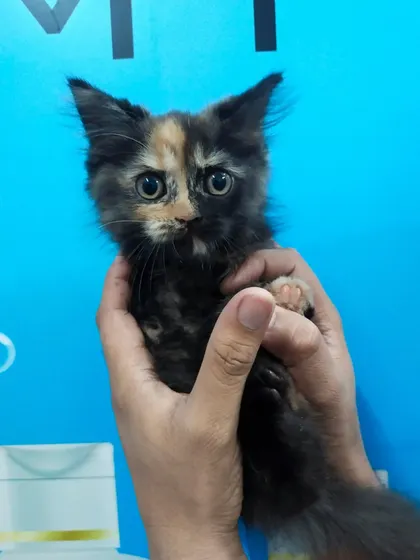 The kitten's wide eyes show its curiosity. I ensure the clinic environment is as welcoming as possible for young and inquisitive animals.