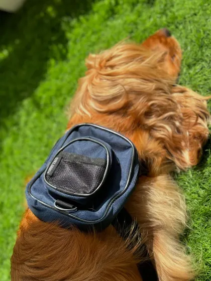 A tired pup after a long day of modeling his new accessories.