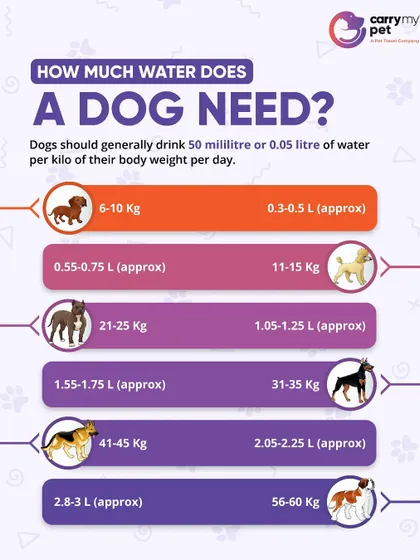 How much water does a dog need? As a general rule, dogs should drink about 50 ml of water per kilogram of body weight each day. This chart provides approximate needs based on size.