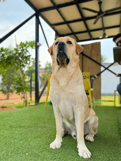 A handsome Labrador sitting patiently, enjoying the view from our cafe's patio.