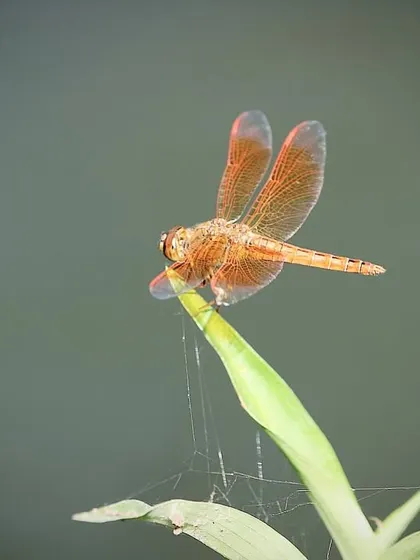 A dragonfly pauses on a blade of grass, its delicate, translucent wings shimmering in the light. The small wonders of nature are everywhere here.