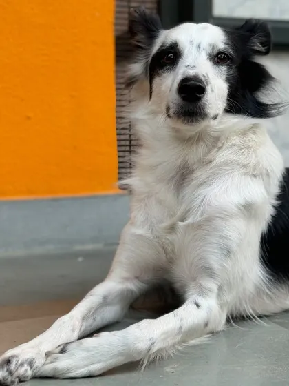 The beautiful Puchu, who is now more confident thanks to our slow and steady transition strategy for boarding.