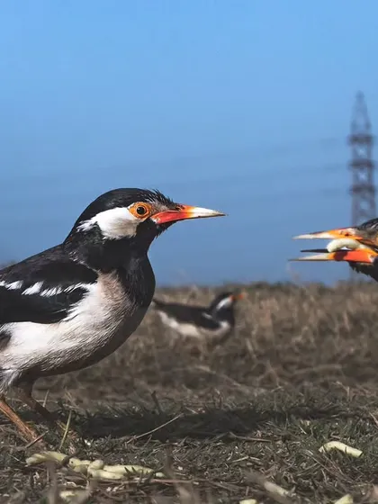 Two Pied Mynas fight over processed food. While done with good intentions, feeding wildlife can lead to dependency and health issues.