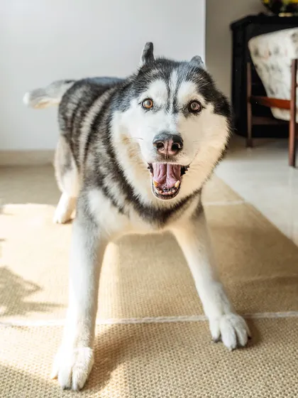 A family portrait featuring Luis the Husky and Sasha the adopted Indie. It's a beautiful blend of breeds and personalities, all part of one happy, rescued family.