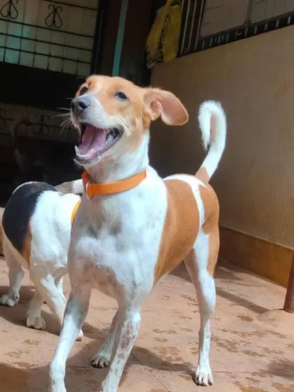 The excited, happy face of a dog who's ready to play. This is the energy we love to see at Stay.