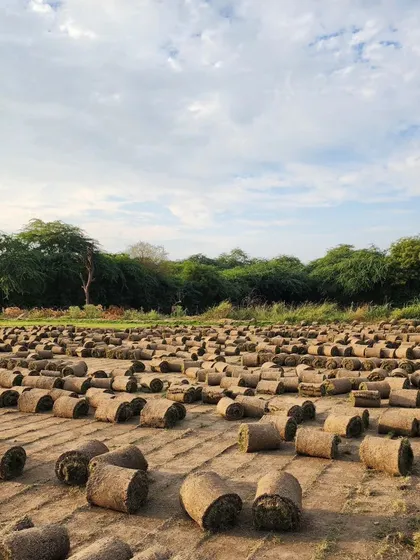 A beautiful shot of our turf farm under a cloudy sky, with rolls of grass ready for Pan-India supply.
