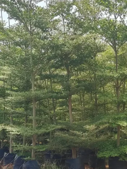 A forest of Terminalia Arjuna trees in my nursery, ready for landscaping projects.