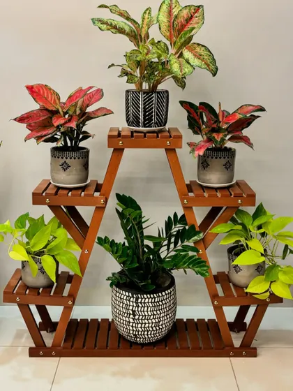 A beautiful arrangement of Aglaonemas and other low-light plants on a wooden A-frame stand. This is a great way to create a colorful and compact plant display for any corner of your home.