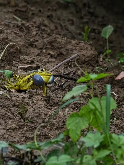 An Indian Bullfrog calls for a mate, its vocal sacs expanded. The monsoon transforms the landscape into a noisy amphitheater, and our herping trails put you right in the middle of the action.