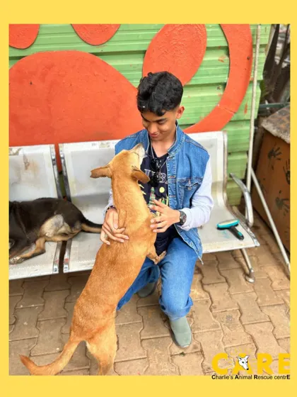 A happy dog jumps up for a hug from a visitor from the Diya Foundation. These moments of joy are what make our shelter a special place.