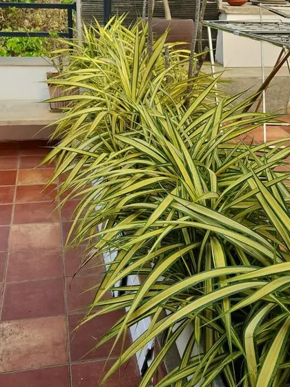 A close up of the variegated spider plants used in the HSR Layout balcony project. Their long, arching leaves add texture and a bright pop of color, and they are a great low maintenance choice for Bangalore balconies.