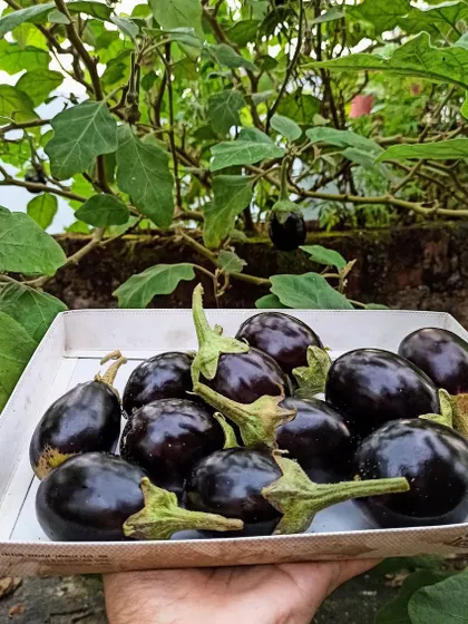 A cardboard lid full of freshly picked round brinjals. My brinjal plants are so productive and give me harvests like this all the time.