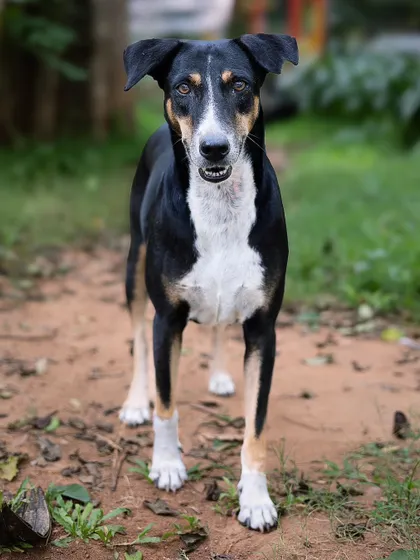 This striking black and white Indie stands confidently on a dirt path. His direct gaze and alert stance make for a powerful and beautiful portrait of a native breed.