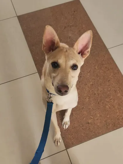 Meet Leo, a wonderful Indie pup who enrolled in my puppy training program. It’s so important that every dog, whether a rescue or purebred, gets a great start in life. I am passionate about helping pet parents give their dogs the tools they need to be confident and well-behaved canine citizens.