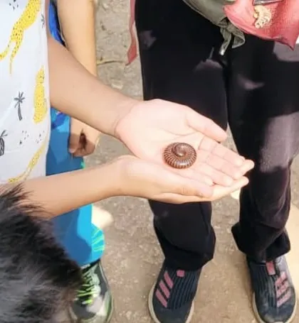 A child gently holds a millipede found during our nature walk. This tactile experience helps build comfort and curiosity about invertebrates.