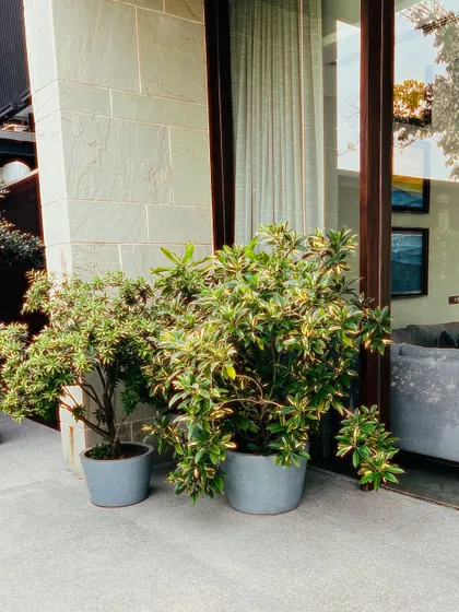 Potted plants sit by the glass doors of the Sultanpur farmhouse, helping to blur the line between the indoor and outdoor living spaces.