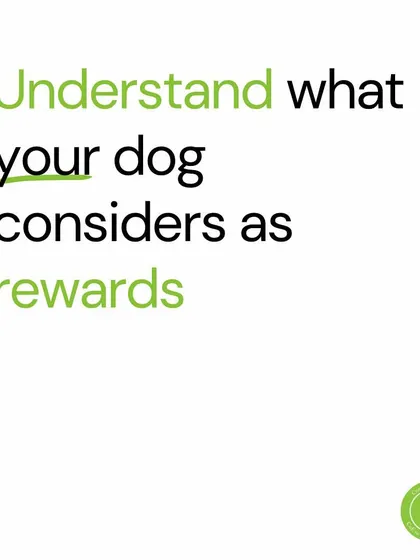 A key resolution: understand what your dog truly considers a reward. It's not always food. It can be play, praise, a good sniff, or a gentle pet. Discovering this is the key to motivating your dog.