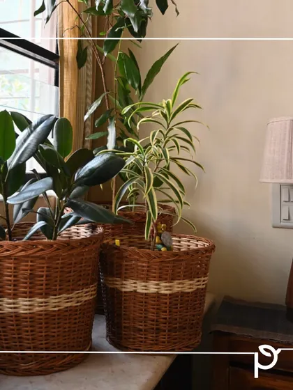 A set of indoor plants in natural woven wicker baskets. Using natural fibers for planters is an eco-friendly choice that adds a warm, rustic touch to home decor.