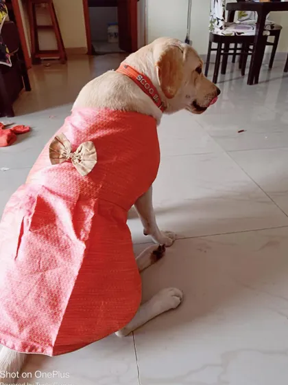 SCOOBY IS HOME. Scooby celebrates her first birthday after being adopted from us. She was surrendered by her owners but quickly found the perfect family.