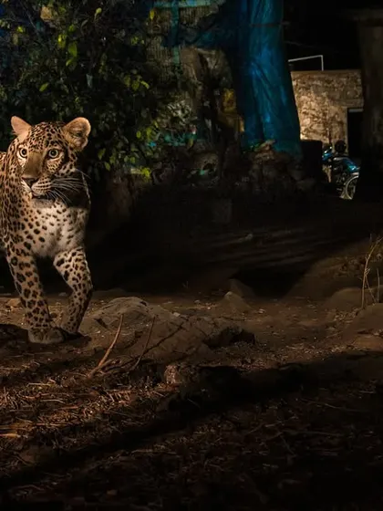 A young leopard, captured by a camera trap, moves confidently through a human-dominated area at night. These images are vital for advocacy, demonstrating that with respect and planning, we can make space for our wild neighbors.