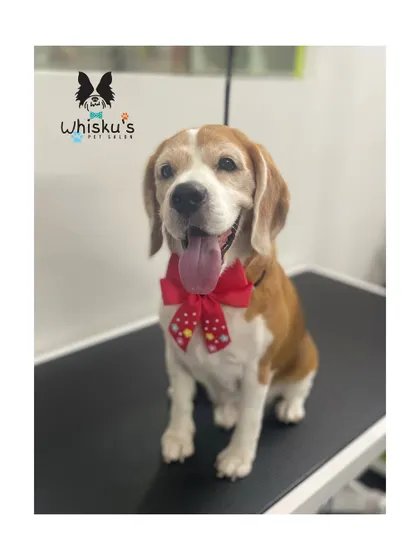 Dashing Snoopy the Beagle, looking sharp with a red polka-dot bow. Beagles benefit from regular de-shedding to keep their coat healthy.