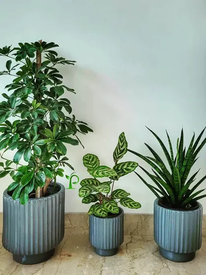 I carefully select pots that match the office decor. This trio of plants, including a Schefflera, Calathea, and Snake Plant, are housed in matching grey ceramic pots for a cohesive and stylish look.