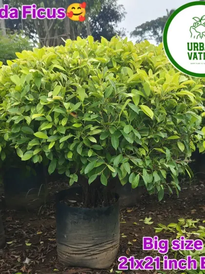 A big size Panda Ficus in a 21x21 inch bag, ready for planting.