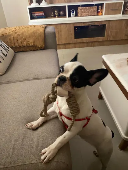 UPDATE: ADOPTED. Cookie, the 3-month-old French Bulldog, has found her home. She is a playful pup who loves other dogs.