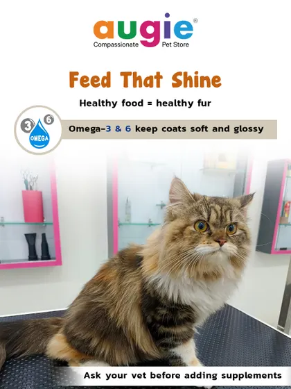 You can feed that shine. Healthy food equals healthy fur. Look for foods rich in Omega-3 and 6 fatty acids to keep their coats soft and glossy.