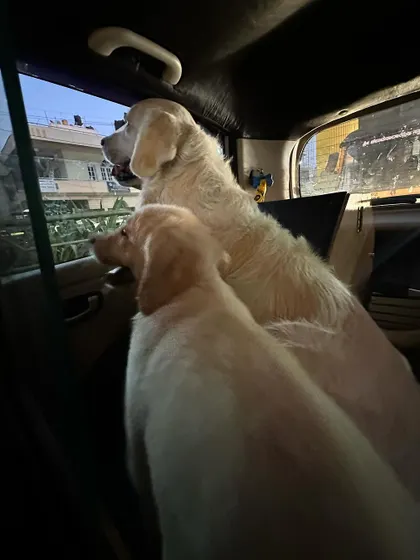 Part of training for travel is getting your dog comfortable in a vehicle. Here, a puppy in my Board & Train program learns to relax and enjoy the ride, watching the world go by.