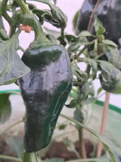 This is a capsicum, or shimla mirch, growing in a pot. I'll show you how to care for these plants to get a good yield of crisp, fresh peppers.