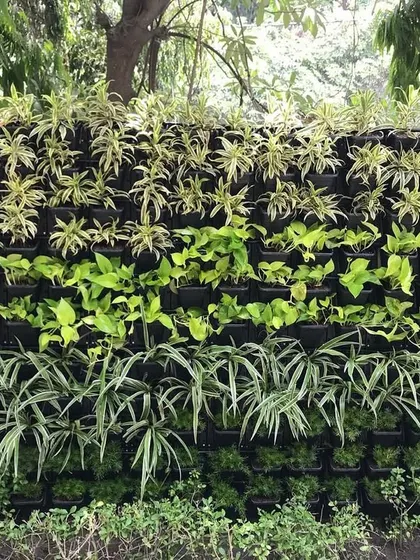 This outdoor vertical garden demonstrates a layered planting design. I used different types of foliage, from light green spider plants to darker leafy varieties, to create visual depth and interest.