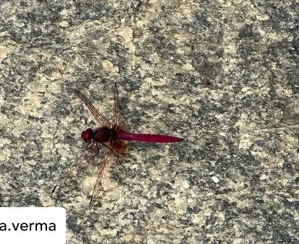 A guest's close-up photo of a red dragonfly resting on a granite stone, a tiny moment of connection with the wildlife at our retreat.