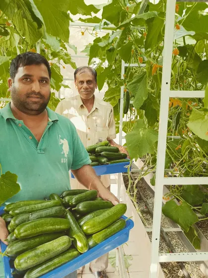 Our team harvesting a bumper crop of English cucumbers. From a single 200 sq ft pod, we can produce over 20 kgs of these seedless cucumbers, ensuring a consistent supply for our clients.