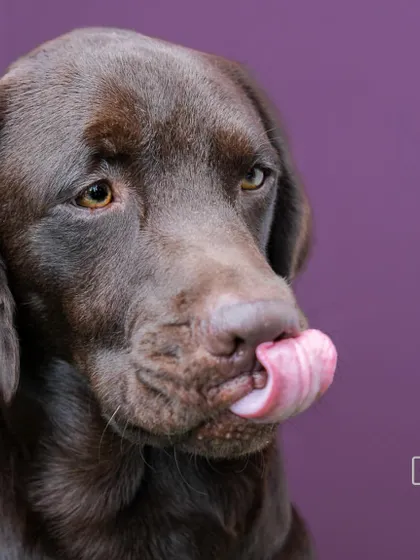 Loki licking his lips in anticipation of a treat. Studio lighting is perfect for capturing these quick, expressive moments.