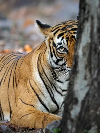 Noor peeking from behind a tree. This 'hide and seek' composition creates a sense of intimacy and curiosity.